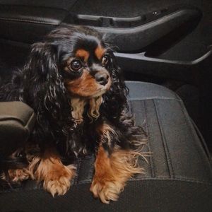 Meet your Posher, Maya